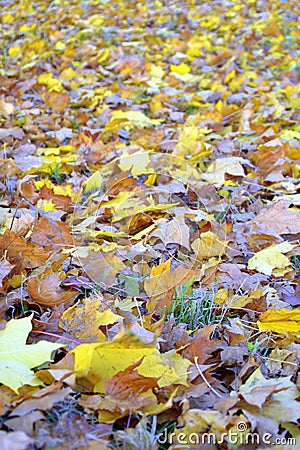 Fall autmn leaves Stock Photo