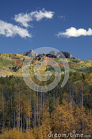 Aspens in Fall Colorado when the color of the aspens turn yellow. Kebler Pass is one of the best places in Colorado to view Aspens Stock Photo