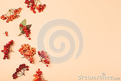 Fall and autumn flat lay with berries and leaves Stock Photo