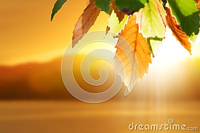 Fall autumn leaves Stock Photo