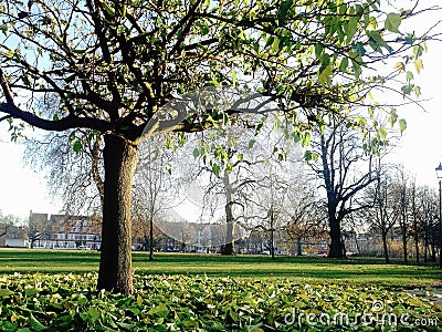 Fall/autumn season in Clapham Common Park, London Stock Photo