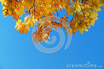 Fall and Autumn Season Concept, Look above the Sky shot Stock Photo