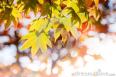 Fall and Autumn Season Concept, Look above the Sky shot Stock Photo