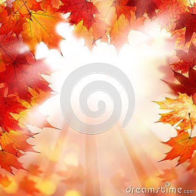 Fall Background with Autumn Maple Leaves Stock Photo