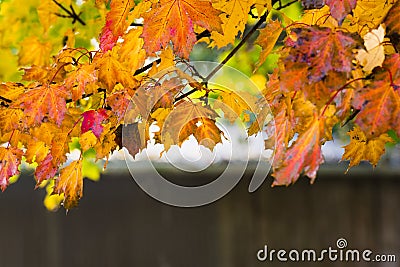 Tree branch with leaves in autumn colors Stock Photo