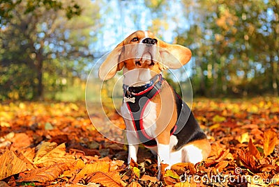 Fall Beagle dog Stock Photo