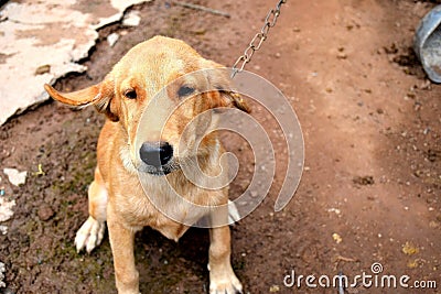 Fall beagle dog Stock Photo