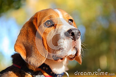 Fall beagle dog Stock Photo