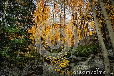 Colorado fall season at Bear Lake in Rocky Mountain National Park Stock Photo