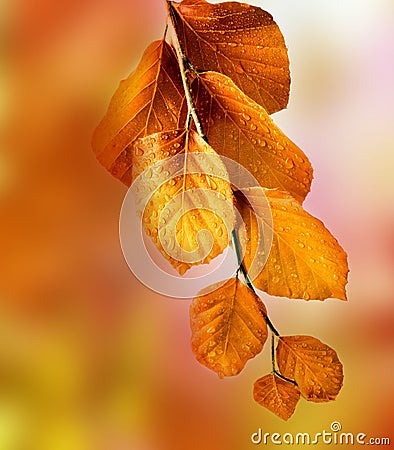 Fall beech branch Stock Photo