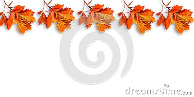 Fall beech branches on a plain white background Stock Photo