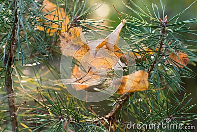 Fall birch leaves in cobweb Stock Photo