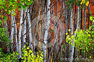 Fall Birch Trees with Golden Leaves Stock Photo