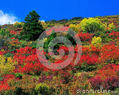 Fall color Stock Photo