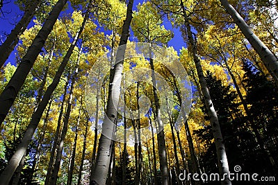Fall color aspen forest Stock Photo