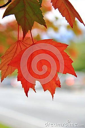 Fall Color, Autumn leaves in Coal Harbour, Downtown Vancouver, British Columbia Stock Photo