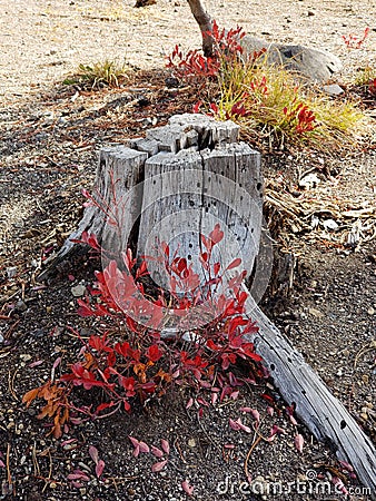 Fall color at Elk Lake Stock Photo