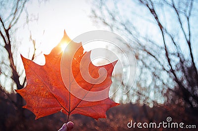 Fall color Maple leaf Stock Photo