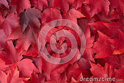 Fall color nature background of various shades of red maple leaves Stock Photo