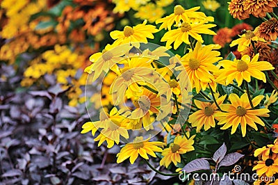 Fall color, rudbeckia flowers Stock Photo