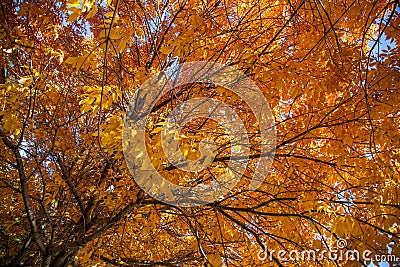 Fall in Colorado, Teller County Stock Photo