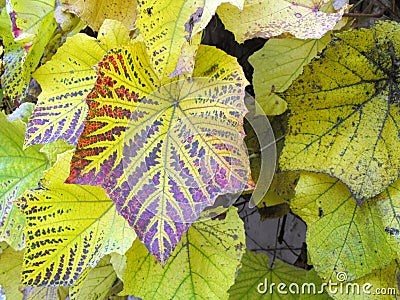 Fall colored leaves. Stock Photo