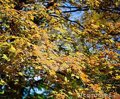 Fall Colors Creeping Into Lincoln Park #3 Stock Photo