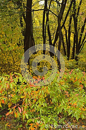 Fall colors in forest. Stock Photo