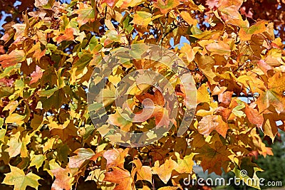 Fall colors of pacific sunset maple trees, Marion County, Western Oregon Stock Photo