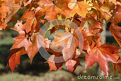 Fall Colors of Pacific Sunset Maple Trees, Marion County, Western Oregon Stock Photo