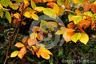 Fall colour leves and tree in danish capital Copenhagen Stock Photo