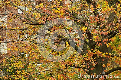 Fall colour leves and tree in danish capital Copenhagen Stock Photo