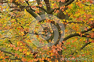 Fall colour leves and tree in danish capital Copenhagen Stock Photo