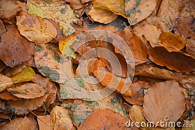 Fall colour leves and tree in danish capital Copenhagen Stock Photo