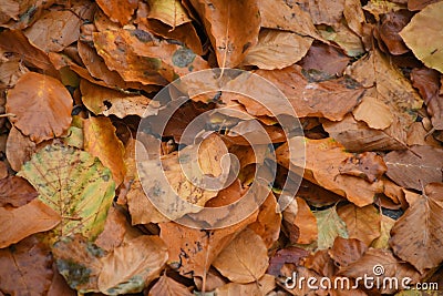 Fall colour leves and tree in danish capital Copenhagen Stock Photo