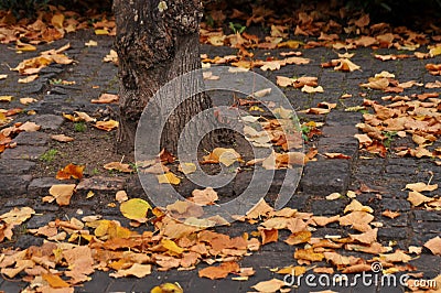 Fall colour leves and tree in danish capital Copenhagen Stock Photo