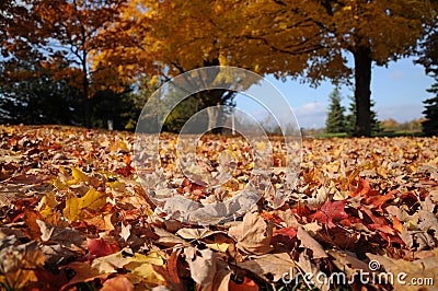 Fall Colours Stock Photo