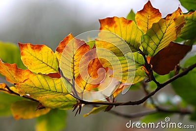 Fall colours Stock Photo