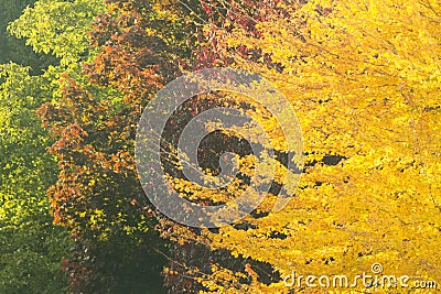 Fall Colours Transition Stock Photo