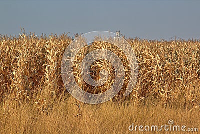 Fall Corn harvest Stock Photo