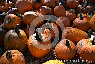 Fall Festival Pumpkins Stock Photo