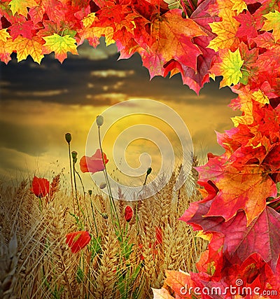 Fall field with poppies Stock Photo