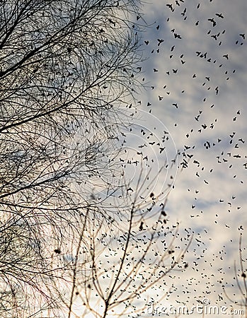 Fall - flock of birds migrating south Stock Photo