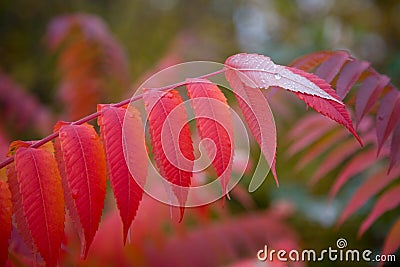 Fall Foliage Stock Photo