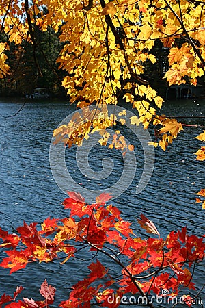 Fall foliage Stock Photo