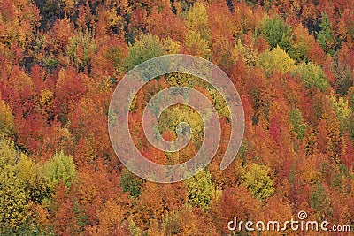 Fall Foliage Stock Photo