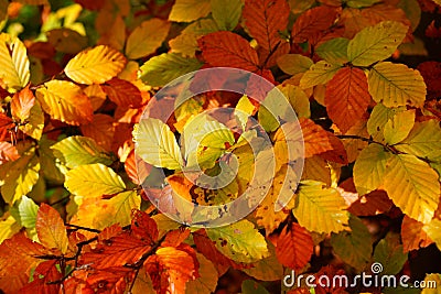 Indian summer leaves vivid colors, fall season nature background Stock Photo