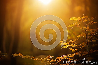 Fall Foliage Background Stock Photo