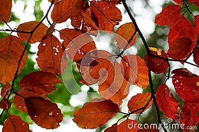 Beech tree foliage coppery coloration fall season nature background Stock Photo