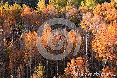 Fall foliage detail Stock Photo